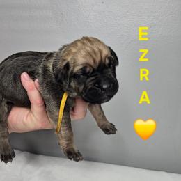Ezra - Fawn female Cane Corso puppy in Elkhart, Indiana from Martins Almighty Cane Corsos