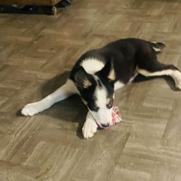 Boy 2 - Tri-color Border Collie puppy in Arcanum, Ohio from Machine Made Stock Dogs