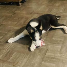 Boy 2 - Tri-color Border Collie puppy in Arcanum, Ohio from Machine Made Stock Dogs