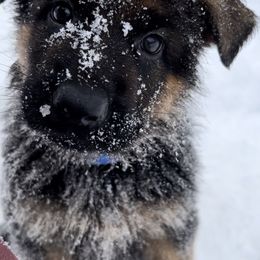 Girl 4 - German Shepherd puppy in Kalakaska, Michigan from Vom Schaffner German Shepherds