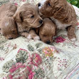 Girl pick 2 - female Cavapoochon puppy in Clementon, New Jersey from PitterPatterPuppiesNJ