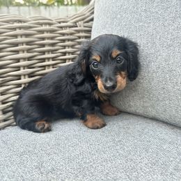 Dark Green - Black and tan male Dachshund puppy in Hope, Arkansas from Duckett Lane Dachshunds