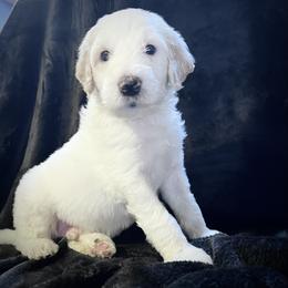 Elton - Parti male Goldendoodle puppy in Raleigh, North Carolina from Tar Heel Doods