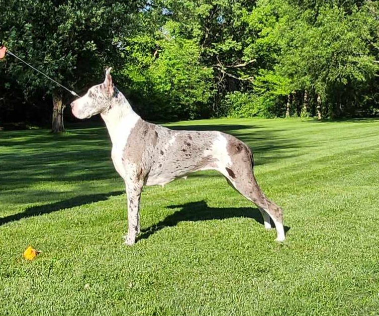 Ditto - Great Dane
