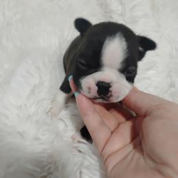 Marvin - Brindle and white male Boston Terrier puppy in Catawba, North Carolina from Lil Wiggles Boston Terriers