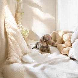 Buddy - Fawn (isabella) and tan male Dachshund puppy in Ocala, Florida from SR Mini Dachshunds