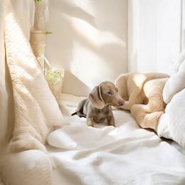 Buddy - Fawn (isabella) and tan male Dachshund puppy in Ocala, Florida from SR Mini Dachshunds
