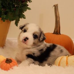 Doc - Blue merle male Australian Shepherd puppy in Quincy, Massachusetts from William's Aussies
