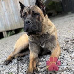 Peaches - Fawn female Cane Corso puppy in Big Stone Gap, Virginia from Montanaro Cane Corsos