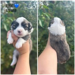 Boy 2 - Pembroke Welsh Corgi puppy in Piedmont, Alabama from Southern Raised Corgis