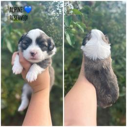 Boy 2 - Pembroke Welsh Corgi puppy in Piedmont, Alabama from Southern Raised Corgis