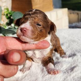 Versace - Merle male Bernedoodle puppy in Dothan, Alabama from Farquharson's Poodles&Doodles