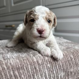 Boy 2 - Apricot male Aussiedoodle puppy in Cedar Park, Texas from Lollipups Mini Aussiedoodles