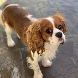 Cooper - Cavalier King Charles Spaniel