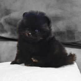 Pomeranian Puppies from Legacy Poms OC