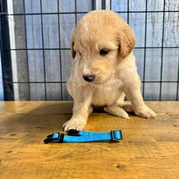 Light blue collar male - Apricot male Goldendoodle puppy in Valdosta, Georgia from Fifth Day Farm