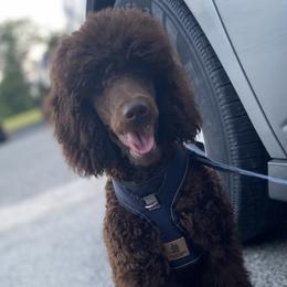 JJ - Poodle