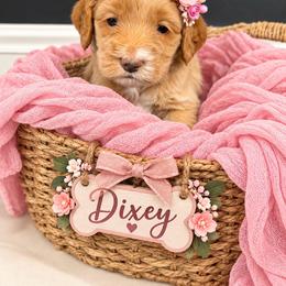 Dixey - Buff and white female Cockapoo puppy in Selma, California from Mollys Dollys