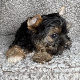 Buck - Black and tan male Yorkshire Terrier puppy in Tulsa, Oklahoma from Conns Cuddly Canines