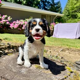 Yellow Collar Tri Girl - Tri-color female Cavalier King Charles Spaniel puppy in Snohomish, Washington from The Cavi Pack
