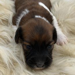 Bailey - Piebald female Dachshund puppy in Greenup, Kentucky from Tygart Creek Dachshunds