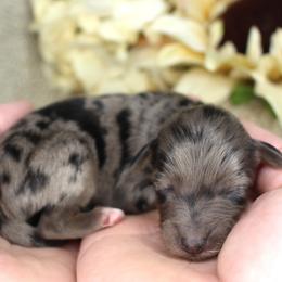 Aspen- CKC- F1 Mini AussieDoodle- Stokesdale, NC - Blue merle male Aussiedoodle puppy in Stokesdale, North Carolina from His and Hers Poodles and Doodles