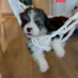 Red - Black and tan male Pembroke Welsh Corgi puppy in Wheatland, California from Emerald Corgis