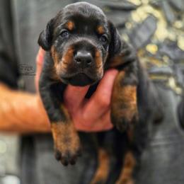 Female 2 - Black and rust female Doberman Pinscher puppy in China Township, Michigan from Snell's Superior Kennel Dobermann & GSP