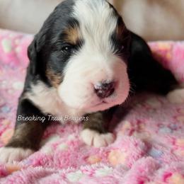 Bubblegum - Black rust and white female Bernese Mountain Dog puppy in Draper, Utah from Breaking Trail Berners