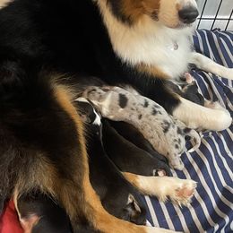 Australian Shepherds from Aussies Lunay