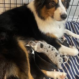 Australian Shepherds from Aussies Lunay