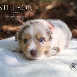 Stetson - RMM - Red merle male Australian Shepherd puppy in Nacogdoches, Texas from TK Standard, Mini, & Toy Aussies