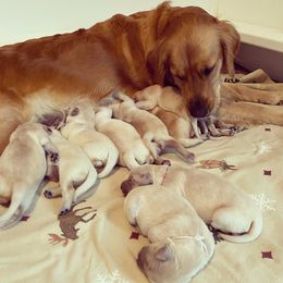 Golden Retriever Puppies from Sweeter Than Honey Golden Retrievers, LLC.