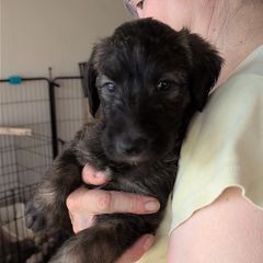 Girl 4 - female Lurcher puppy in St. Charles, Illinois from Ashir Kennels