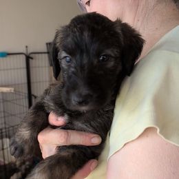 Girl 4 - female Lurcher puppy in St. Charles, Illinois from Ashir Kennels
