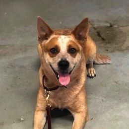 Australian Cattle Dogs from Bosworth Australian Cattle Dogs