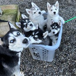 Siberian Husky puppies from Chelsea's Huskies