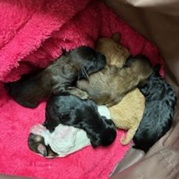 Cavapoo puppies from Sweet Snuggles Cavapoos