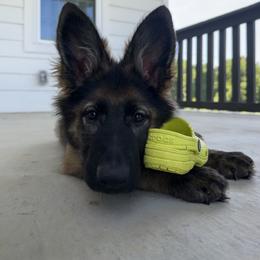 German Shepherd Puppies from Howixx German Shepherds