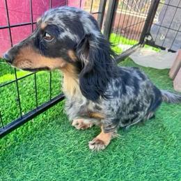 Posie - Dapple female Dachshund puppy in Duncan, Arizona from Bootheel Doxies