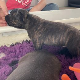 Staffordshire Bull Terrier Puppies from Neverland Staffords