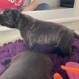 Staffordshire Bull Terrier Puppies from Neverland Staffords