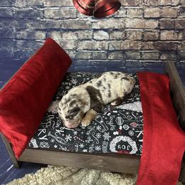 Nadia - Red merle female Australian Shepherd puppy in West Union, Iowa from Boundless Hearts Australian Shepherds LLC