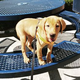 Labrador Retriever Puppies from TK Hot Kennels