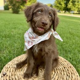 Firefly - Brown and white female Aussiedoodle puppy in Taylors, South Carolina from Aspen Mountain Doodles LLC