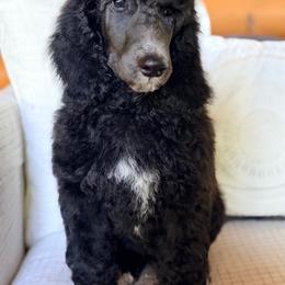 Jules - Black female Poodle puppy in Detroit Lakes, Minnesota from Pickerel Pups