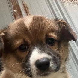 Red boy - Red male Pembroke Welsh Corgi puppy in Adairsville, Georgia from R&R Corgis
