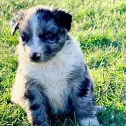 Luxe - Blue merle female Australian Shepherd puppy in Mineral Wells, Texas from A6 Australian Shepards
