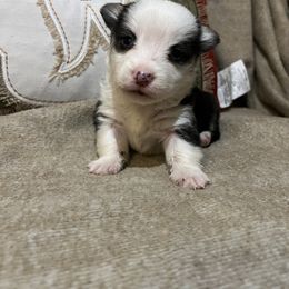 Boy 3 - Black and tan male Pembroke Welsh Corgi puppy in Waxahachie, Texas from 4G Farms Corgi’s