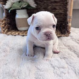 Saint - White male French Bulldog puppy in North Las Vegas, Nevada from Legacy Luxe Frenchies